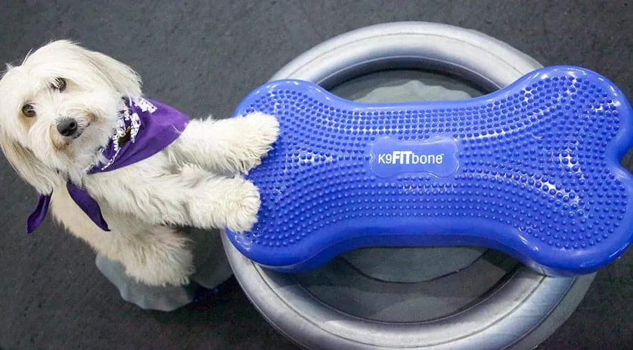 FitPAWS Circular Product Holder Grey
